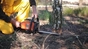 Best Tree Maintenance Programs  in Gerdine, AL