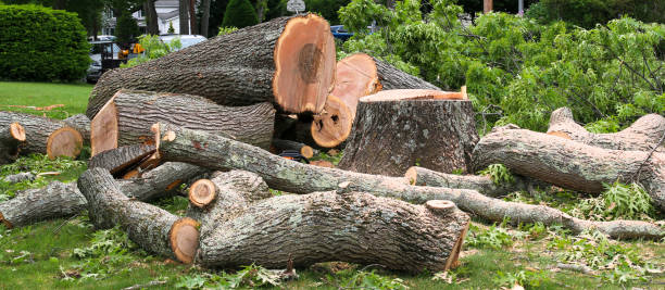 Professional Tree Care in Geraldine, AL