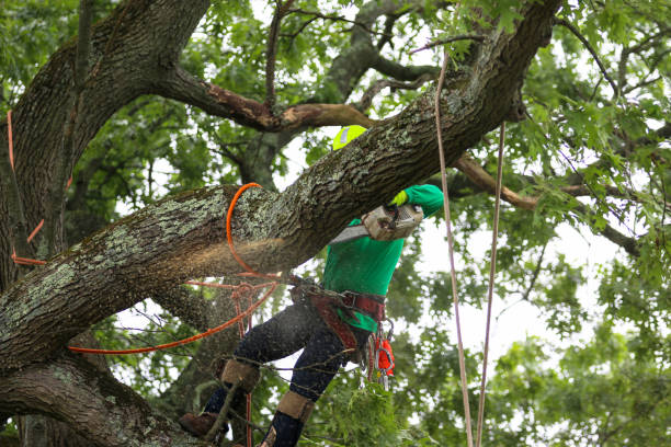 Best Hazardous Tree Removal  in Gerdine, AL